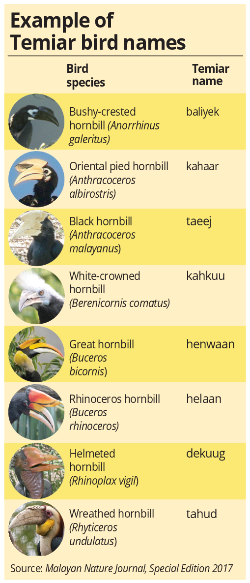 Temiar people can identify birds from their song