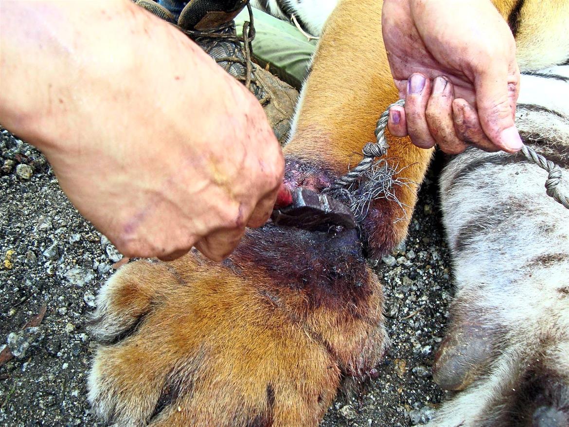 Poachers are the biggest threat to the Malayan tiger in the wild