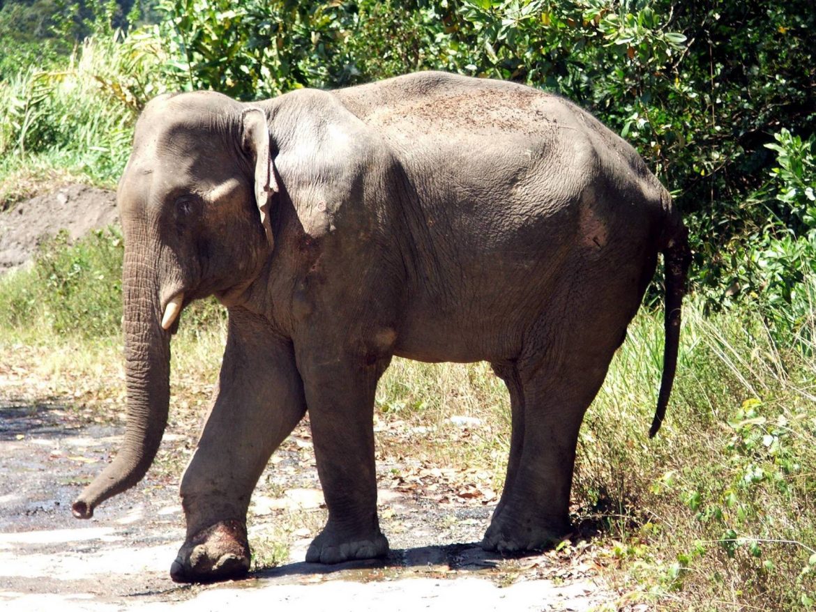 Perhilitan DG's plans for protecting Malaysian wildlife
