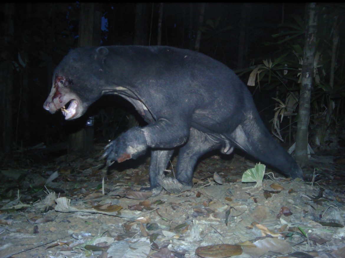 Perhilitan DG's plans for protecting Malaysian wildlife
